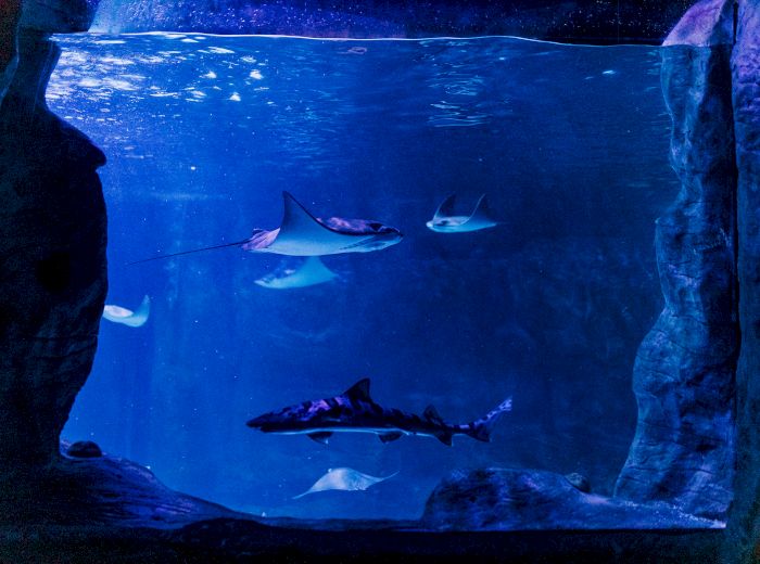 The image shows an underwater scene in an aquarium with various marine animals including rays and a shark, all swimming amidst deep blue lighting.
