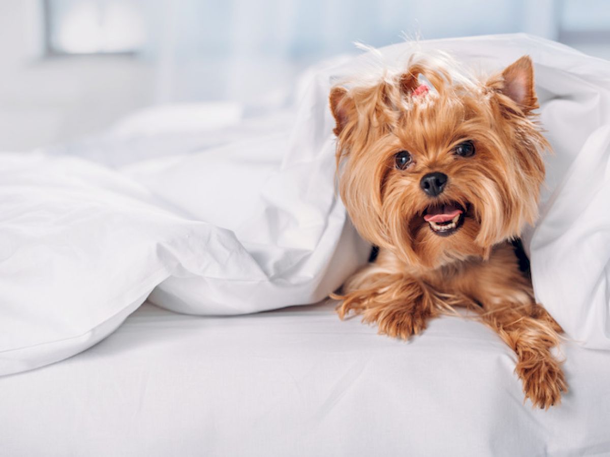 A small dog with a bow on its head is peeking out from under white bed covers, looking happy and comfortable.